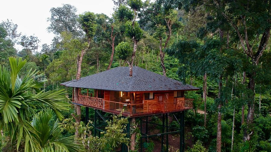 Tree house nestled amongst lush green foliage on a hillside - BluSalzz Collection - Tranquil Resort, Wayanad