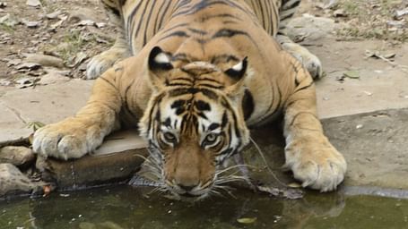 A close up shot of a tiger drinking water from a lake while crouching.