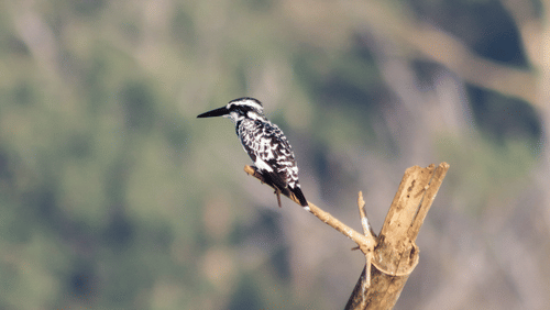 animal sighting during jungle safari at kabini 4