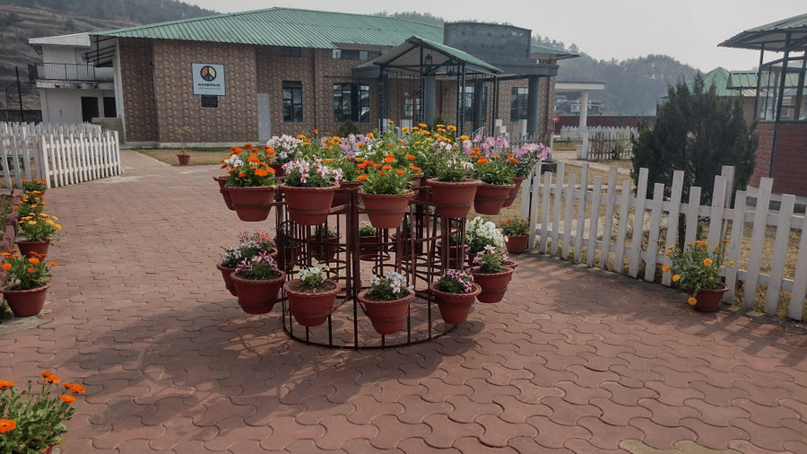 Plants placed as decoration infront of the Woodstock Farmhouse, Shillong building.