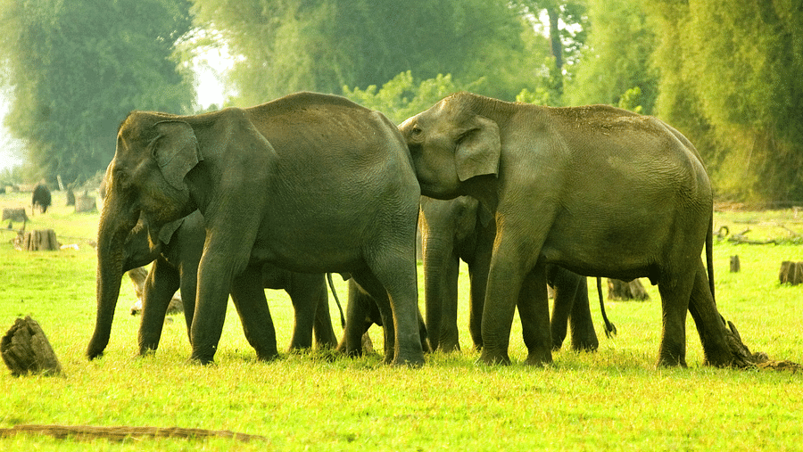 A side view of multiple elephants in grassland | Vythiri Resort, Wayanad