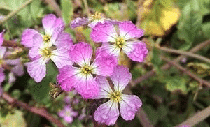 A close-up of wild radish flowers with delicate petals.