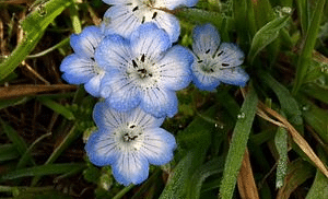A close-up of blue-eyed grass flowers with green foliage in the background.