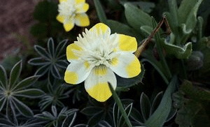 A buttercup flower blooming among green leaves.