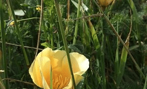 Poppies standing tall in a green field.