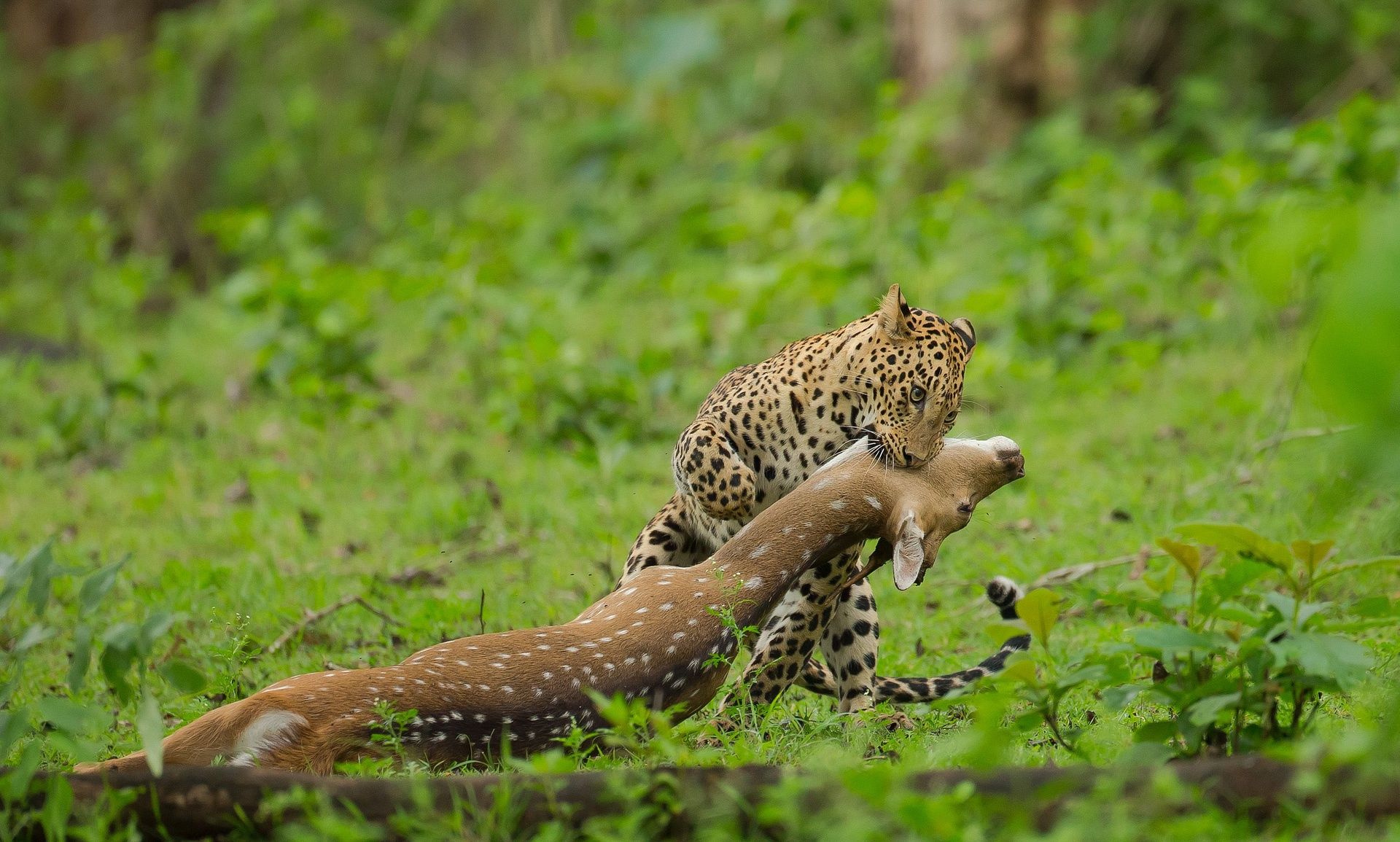 Leopard Chital Kill-1150