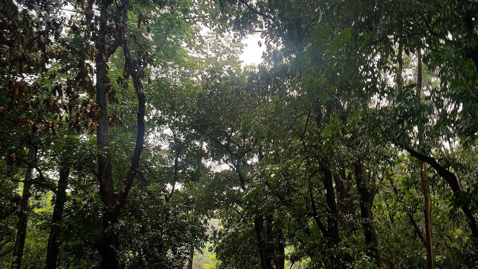 People trekking in an Indian forest - Best resort in Lonavala for group