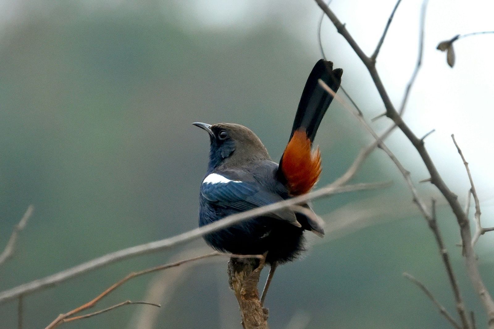 A bird sitting on a wooden pole with a backdrop of green field
