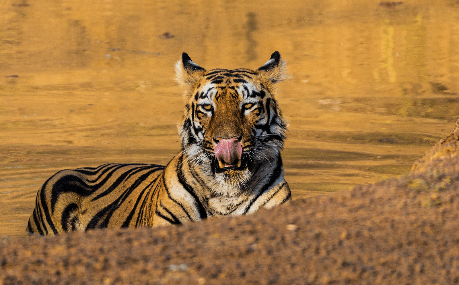 A Bengal tiger sitting and looking at the camera at Trees N Tigers, Tadoba.