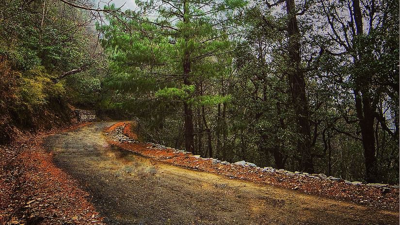 Winding path through a lush green forest.
