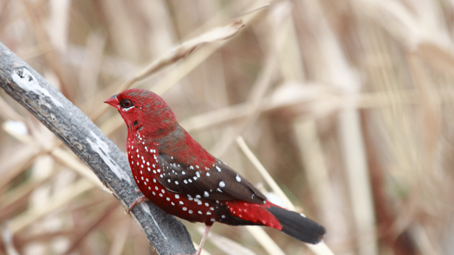 A close shot a small red bird perched on a stem | The Riverwood Forest Retreat, Pench