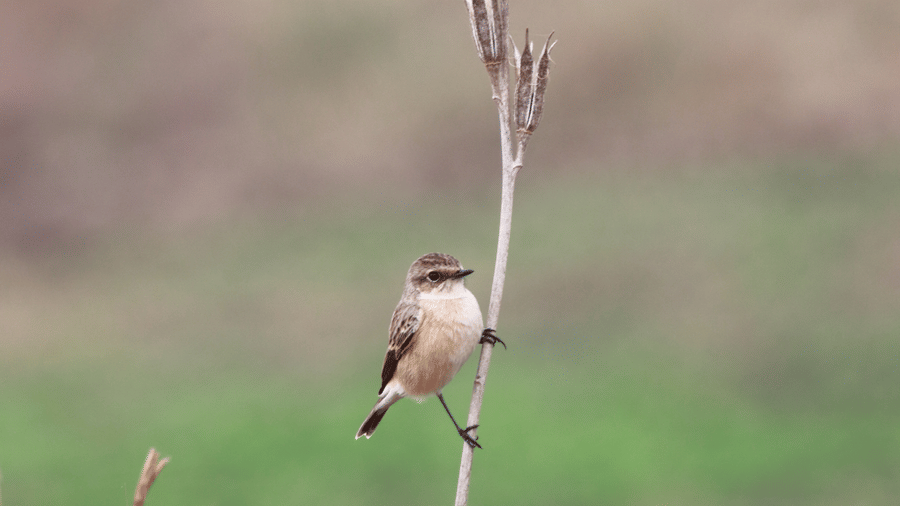A medium shot sparrow perched on a vertical stem | The Riverwood Forest Retreat, Pench