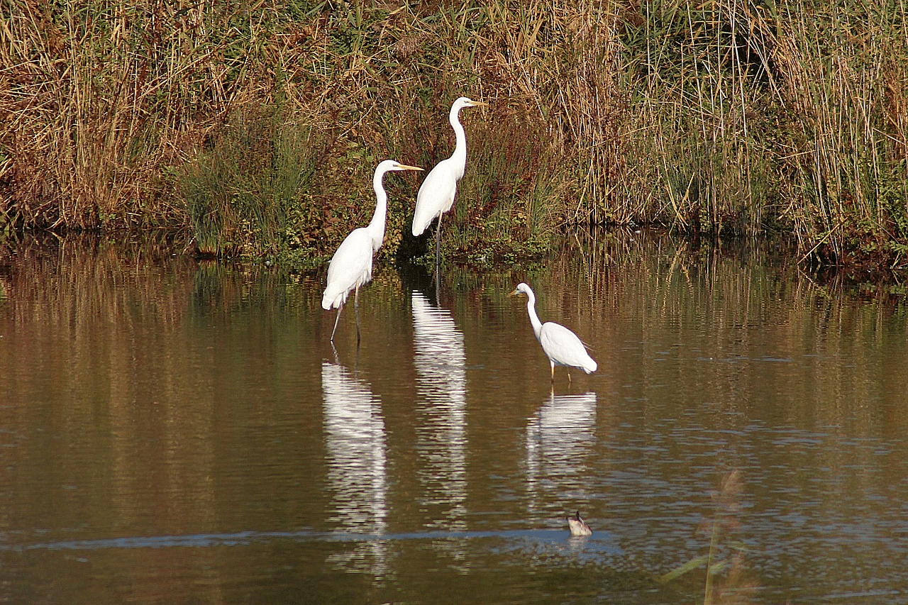 An image of three white birds standing in the still waters of a marsh - Rhythm Kumarakom