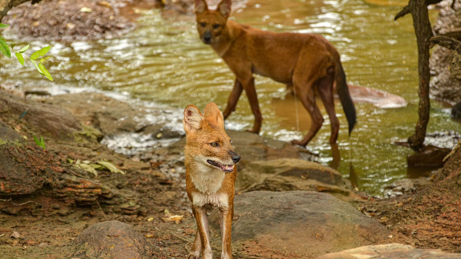 Two Dholes next to a water body at Trees N Tigers, Tadoba.