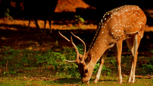 A deer with white spots eating grass in a shaded area.
