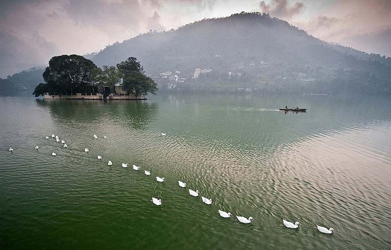 A serene lake featuring a temple in the center, with ducklings swimming nearby.