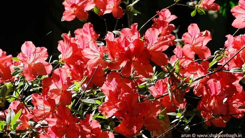 Flowers at Shaheen Bagh Resort Dehradun