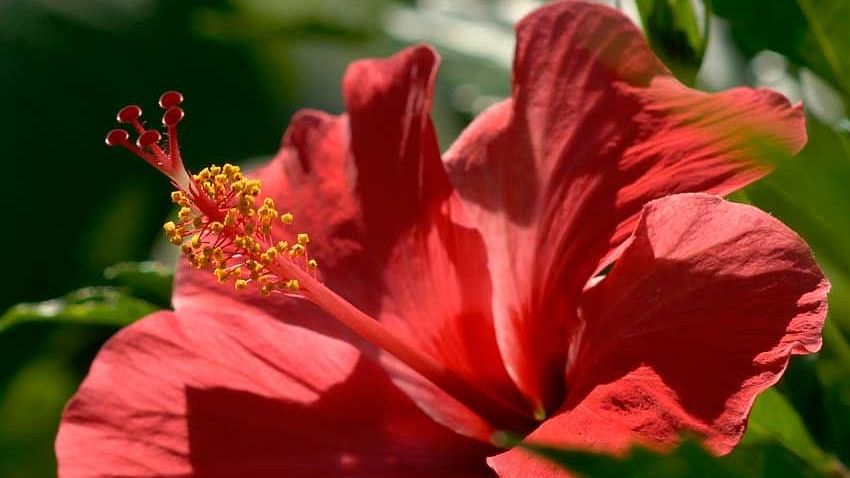 Flowers at Shaheen Bagh Resort Dehradun