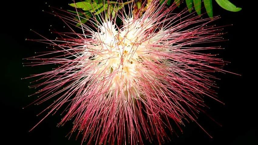 Flowers at Shaheen Bagh Resort Dehradun