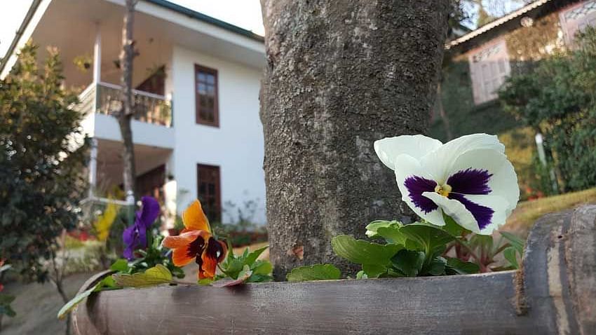 Flowers at Shaheen Bagh Resort Dehradun
