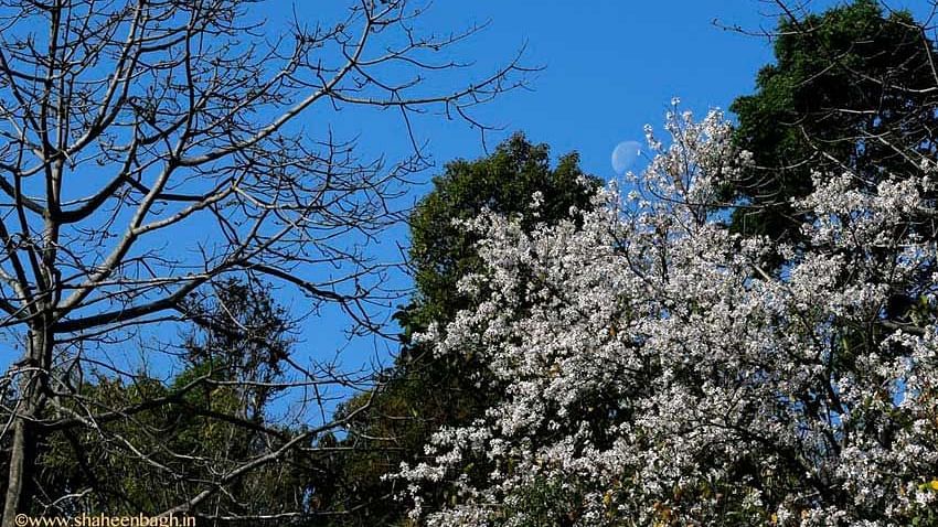 Flowers at Shaheen Bagh Resort Dehradun