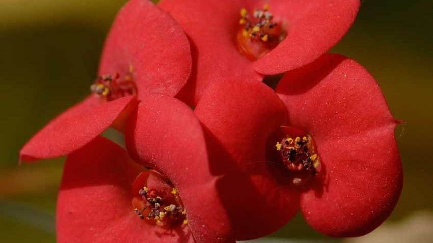 Flowers at Shaheen Bagh Resort Dehradun
