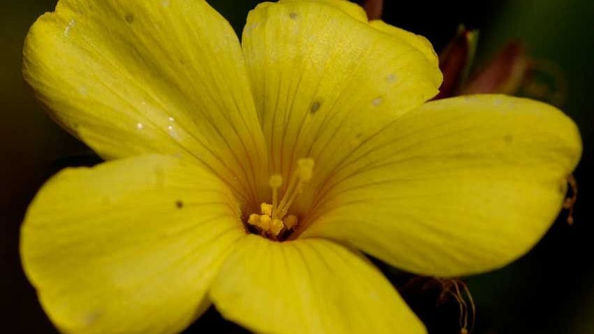 Flowers at Shaheen Bagh Resort Dehradun