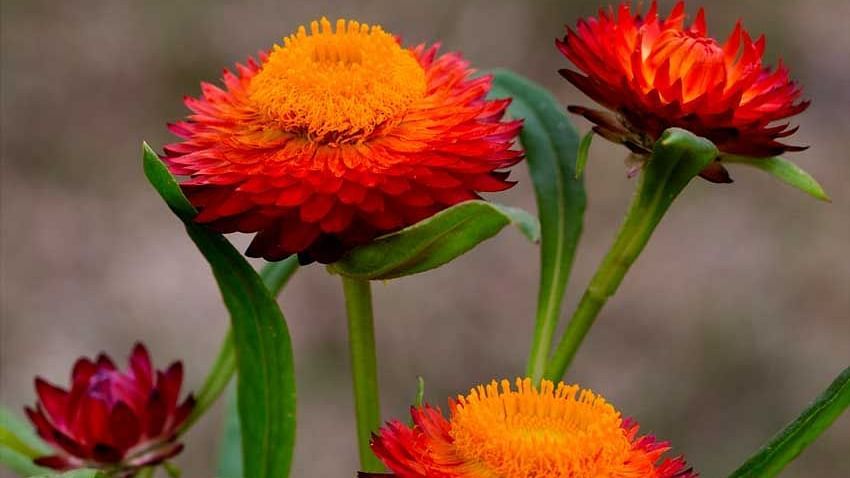 Flowers at Shaheen Bagh Resort Dehradun
