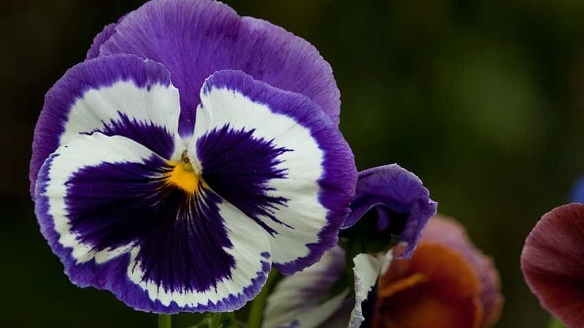 Flowers at Shaheen Bagh Resort Dehradun