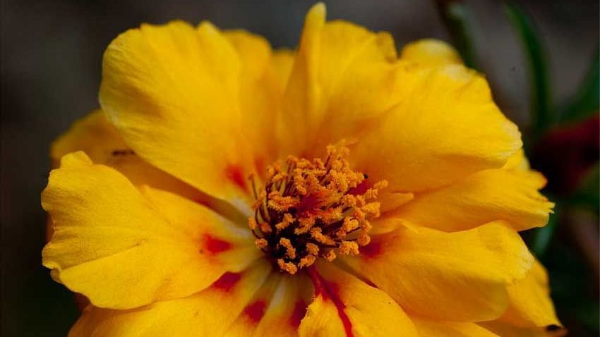 Flowers at Shaheen Bagh Resort Dehradun