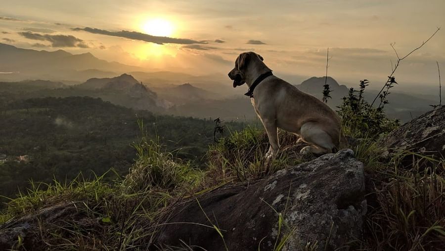 rowdy sunset