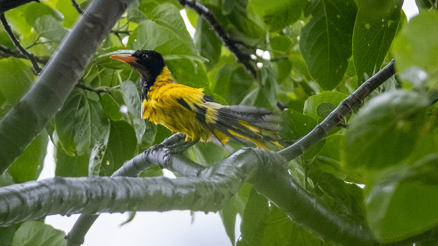 A vibrant yellow black-hooded oriole perched on a branch within a leafy canopy at Rhino & River Wildlife Retreat & Spa, Pobitora.