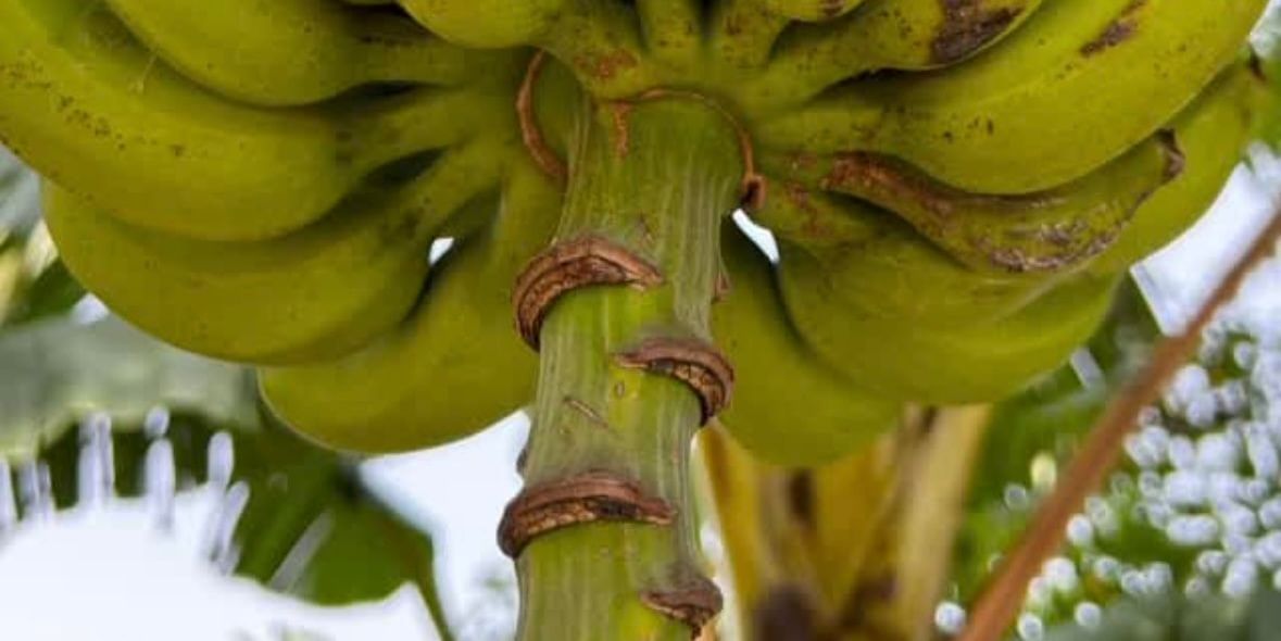 A close-up shot of a bunch of unripe green bananas hanging from a banana tree, with lush green leaves in the background.