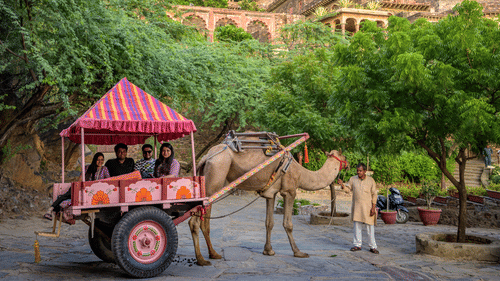 Camel Cart Ride