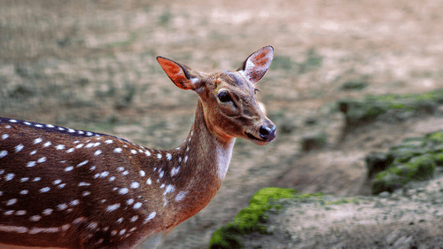 A spotted deer stands on dry ground with sparse grass, looking alert in a natural setting.