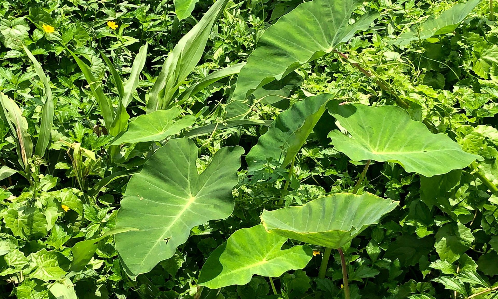 Taro plant's large green leaves in a lush environment.