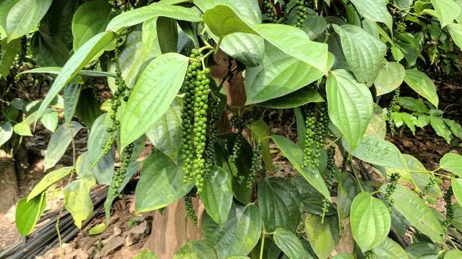 Tranquil Resort, Wayanad Wayanad pepper