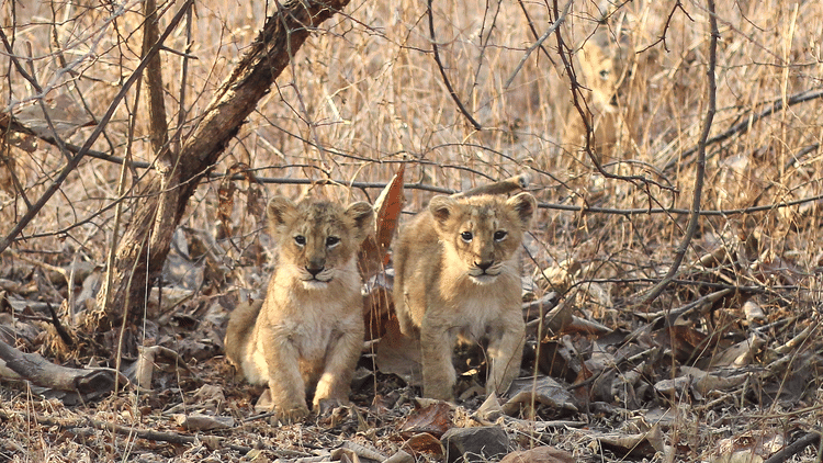 This Month in Wildlife Sightings Feb2022, Aramness 12