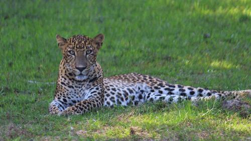 a leopard sitting in a forest