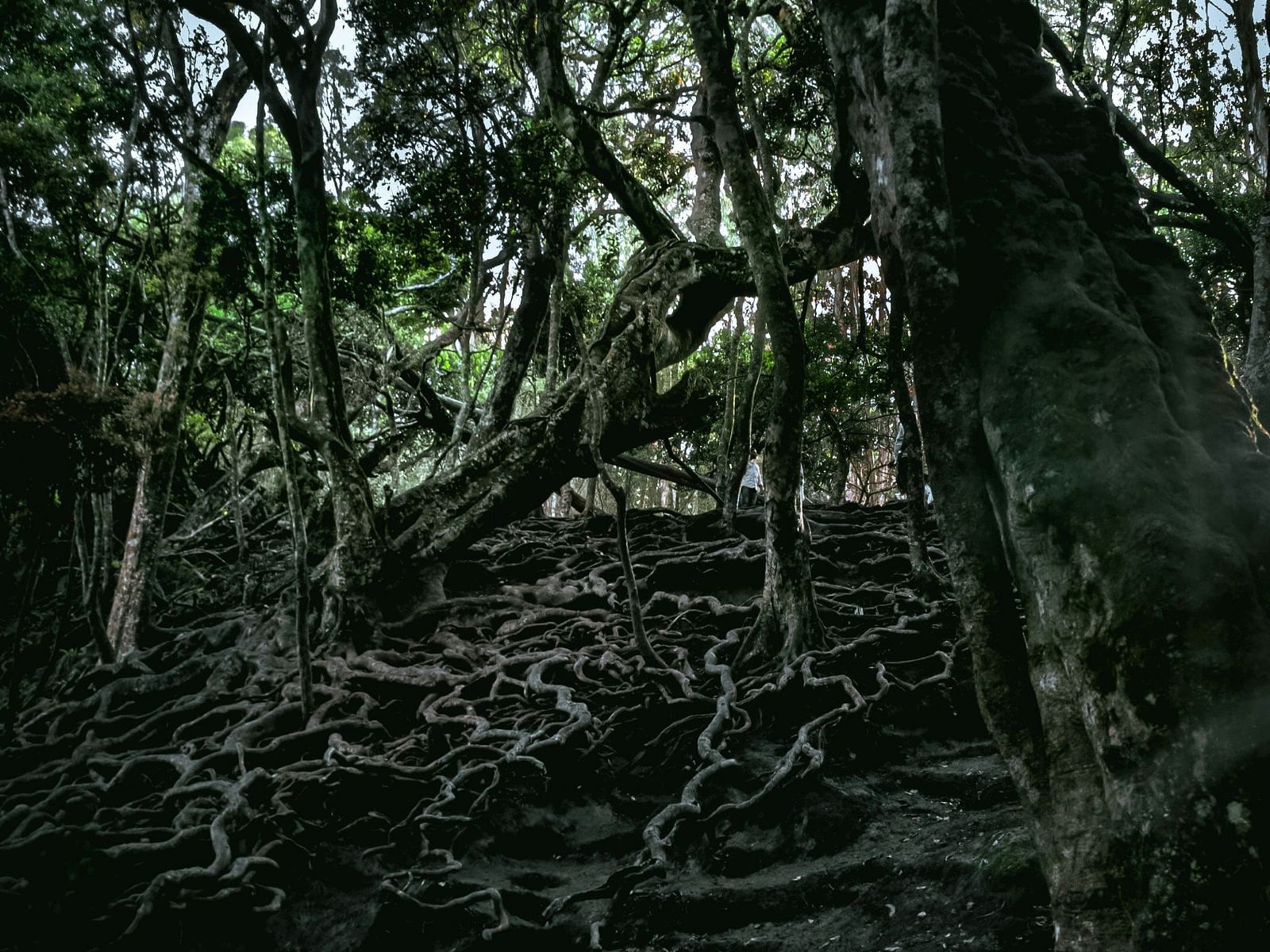 A dense forest with thick twisted roots on the foreground along with a beautiful canopy formed by the tree branches against the sky.