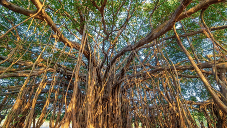 A path is surrounded by large trees with many hanging roots.