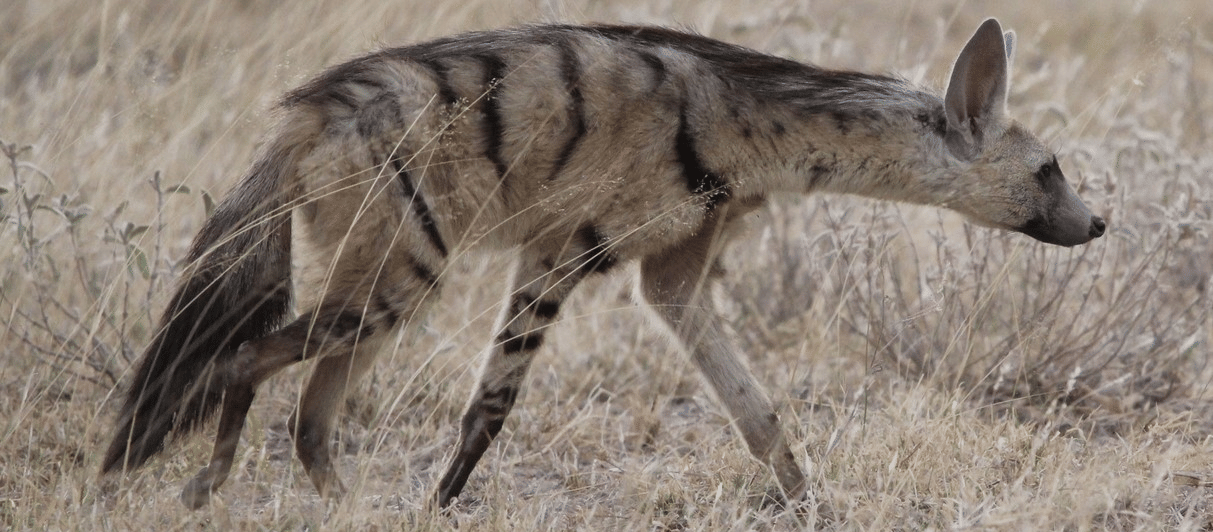 Aardwolf