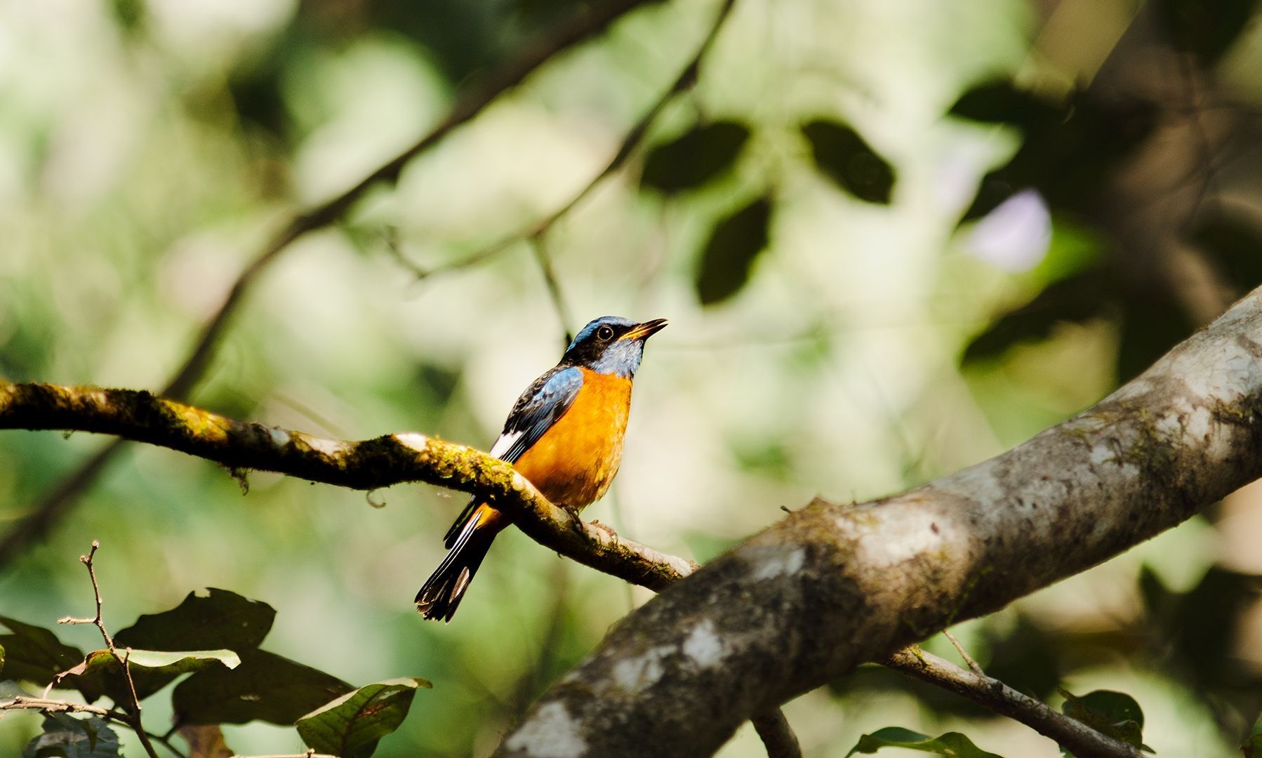 Blue-capped Rock Thrush, vibrant blue and orange plumage.