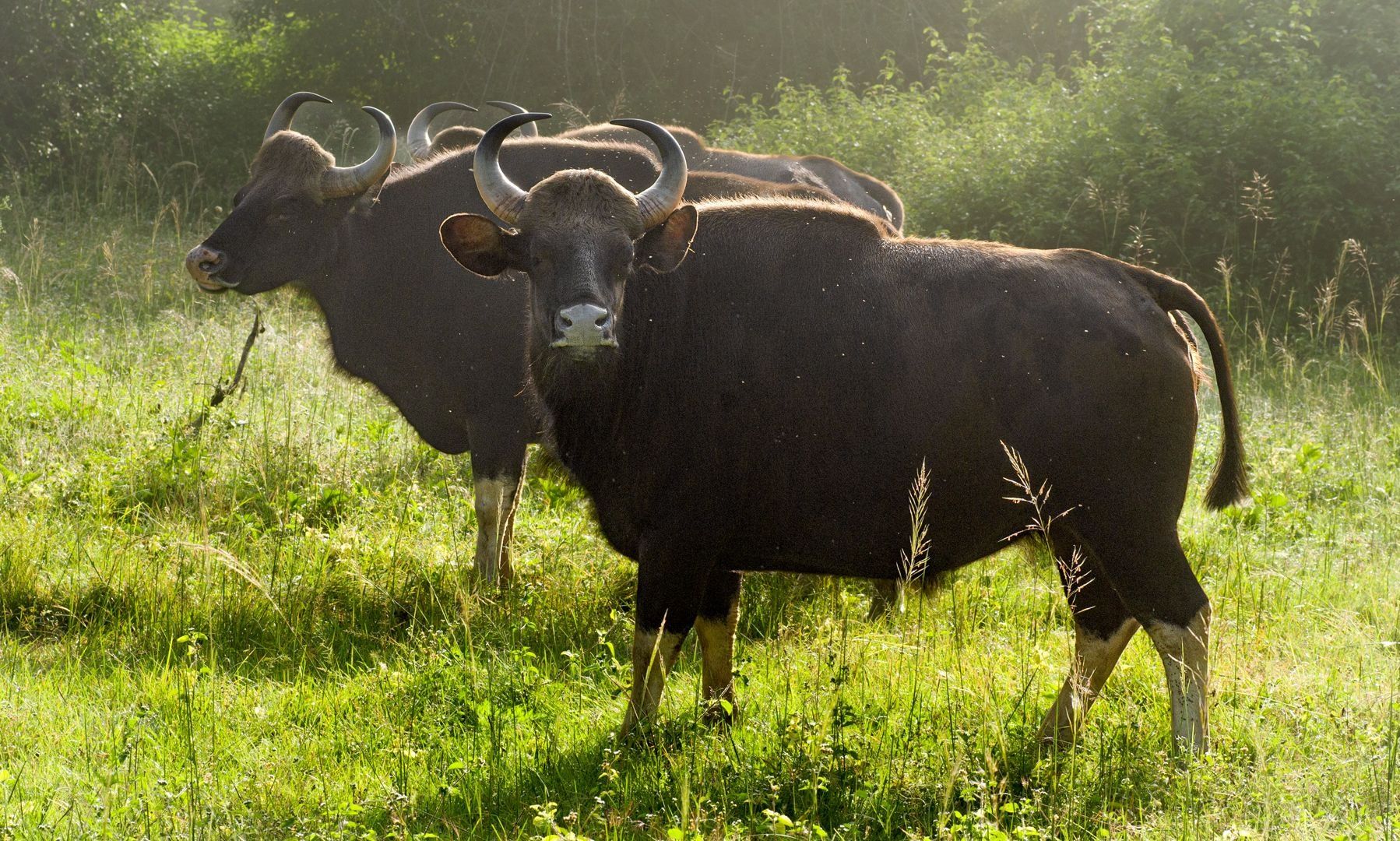 Two Indian Bisons (Gaurs) in a grassy field.
