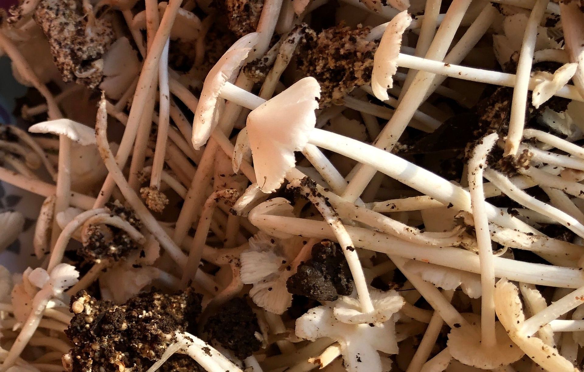 Small white wild mushrooms with slender stems and soil.