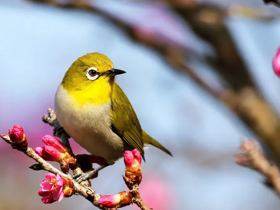 Close-up of a bird perched on a branch with flowers.
