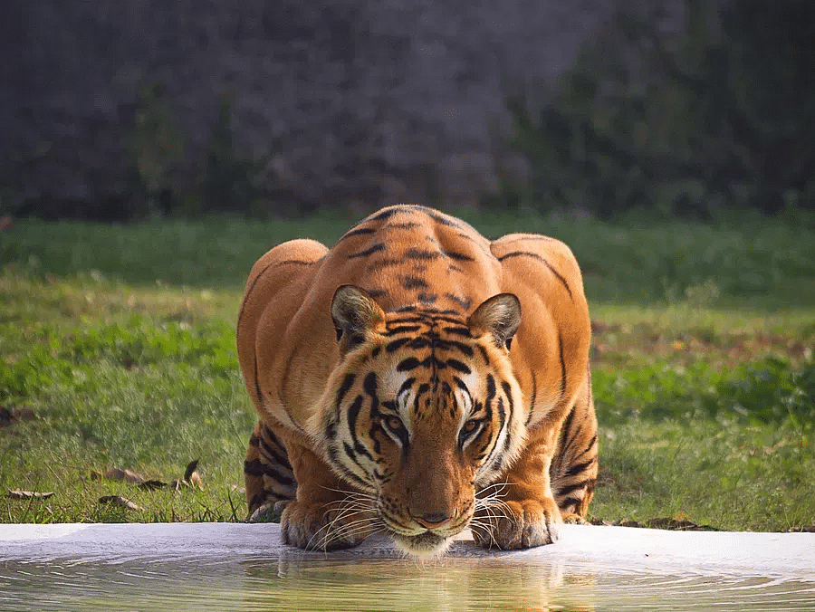 A tiger stands at the edge of a watering hole, surrounded by tall grass.