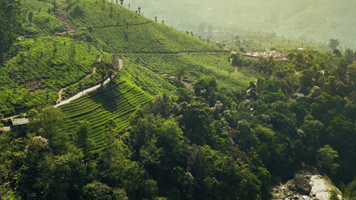 lush green fields - Rosetum Kasauli