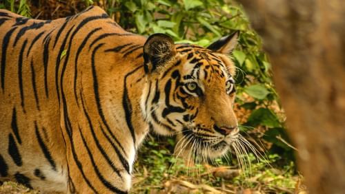 Molem wildlife sanctuary