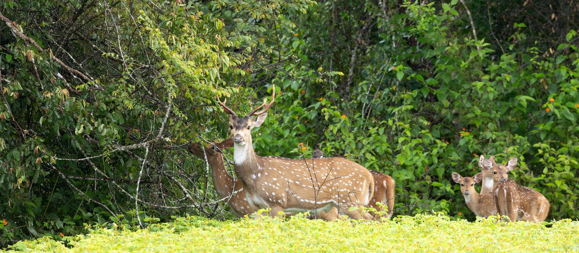 Spotted deer with antlers in a lush green forest.